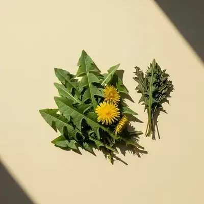 Foglie e fiori di tarassaco